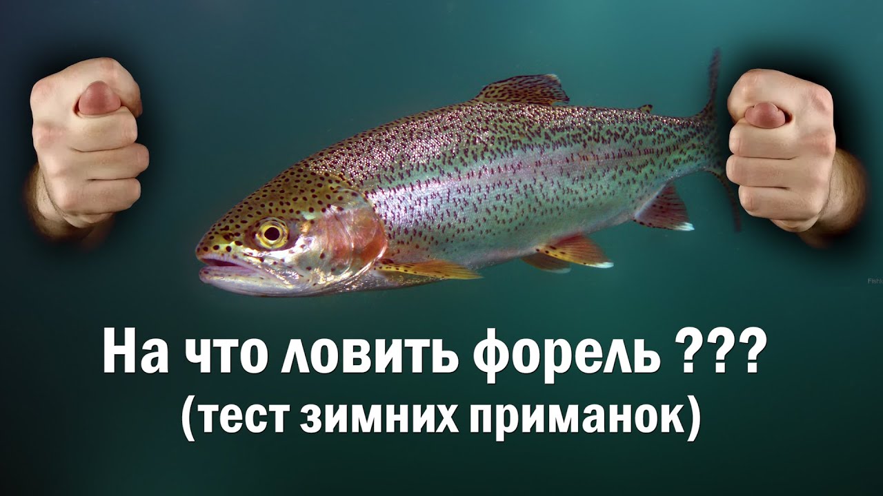 Тест зимних форелевых приманок. ПОДВОДНАЯ СЪЕМКА.