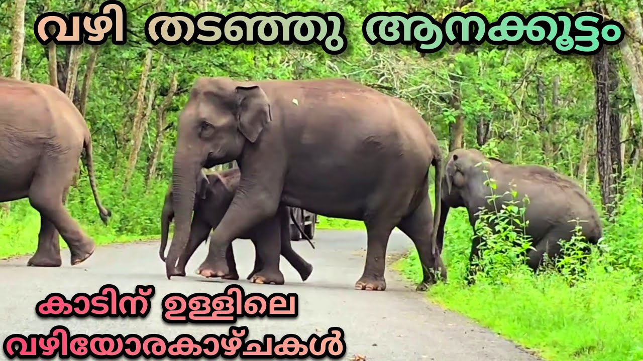 വഴി തടഞ്ഞു ആനക്കൂട്ടം..... ഒരണ്ണം എന്ന് കരുതി പക്ഷെ വന്നത് ഒരു കൂട്ടം🐘 Wild Elephants #wildelephants