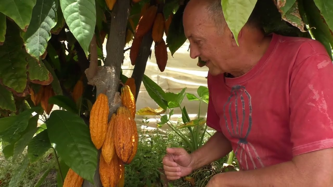 COPLACA TRANSMITE : EL VIAJE DEL CACAO 