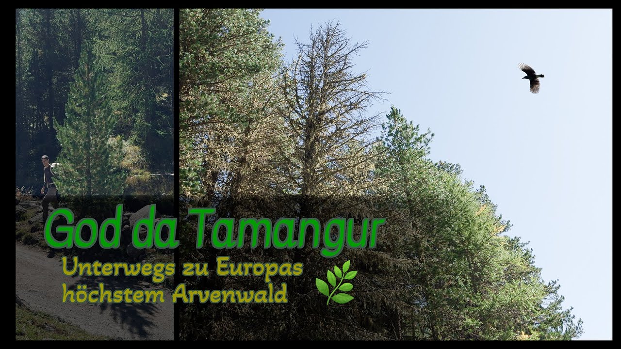 God Tamangur I - Reise zum höchstgelegenstem Arvenwald, Geschichte S-charl, Bach Clemgia, Hochwasser
