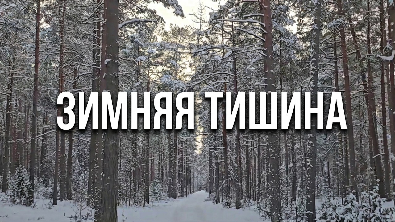 Зимняя тишина. Песня.#зима #музыка #лес #winter #music #forest #talv #muusika #mets #song #nature