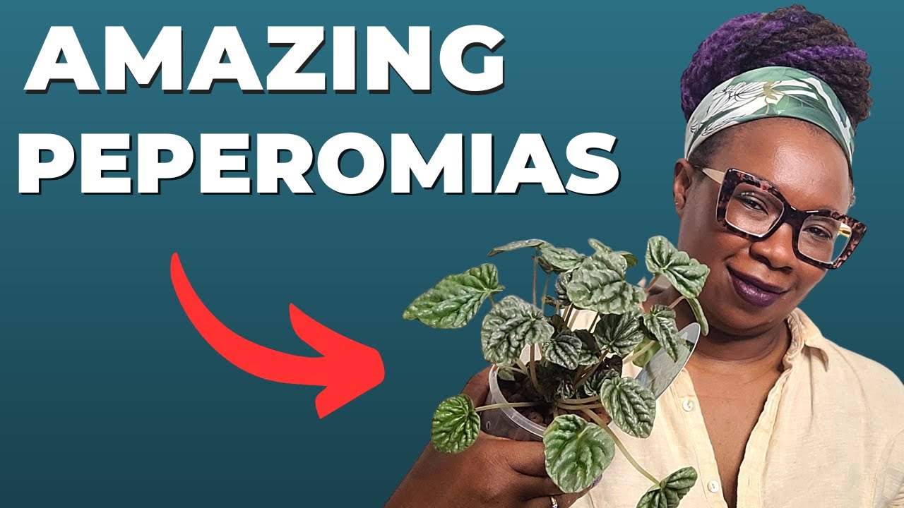 Peperomia Care Tips For Beginners