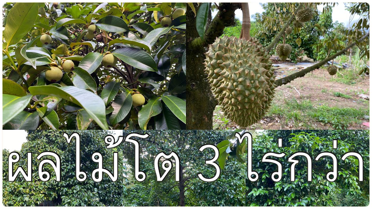 LDC-00160 #ทุเรียนกินได้ ผลไม้โต3 ไร่กว่า 🏡🔅ใกล้ชุมชนต.คมบาง อ.เมือง จันทบุรี #ทุเรียน #เล่นที่ดิน