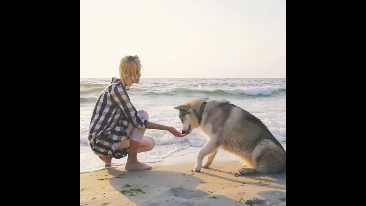 different ways dogs communicate with humans