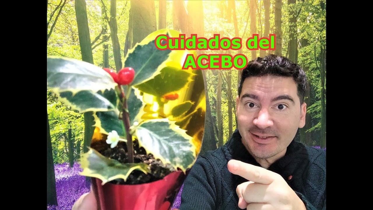 ACEBO CUIDADOS : Cómo cultivar acebo en maceta, riegos, trasplante, poda, ubicación, ...