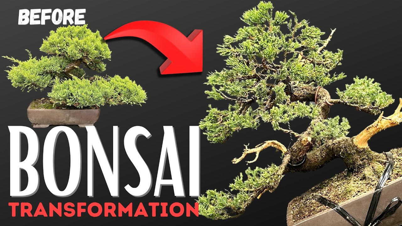 Juniper Bonsai Major Transformation and Styling