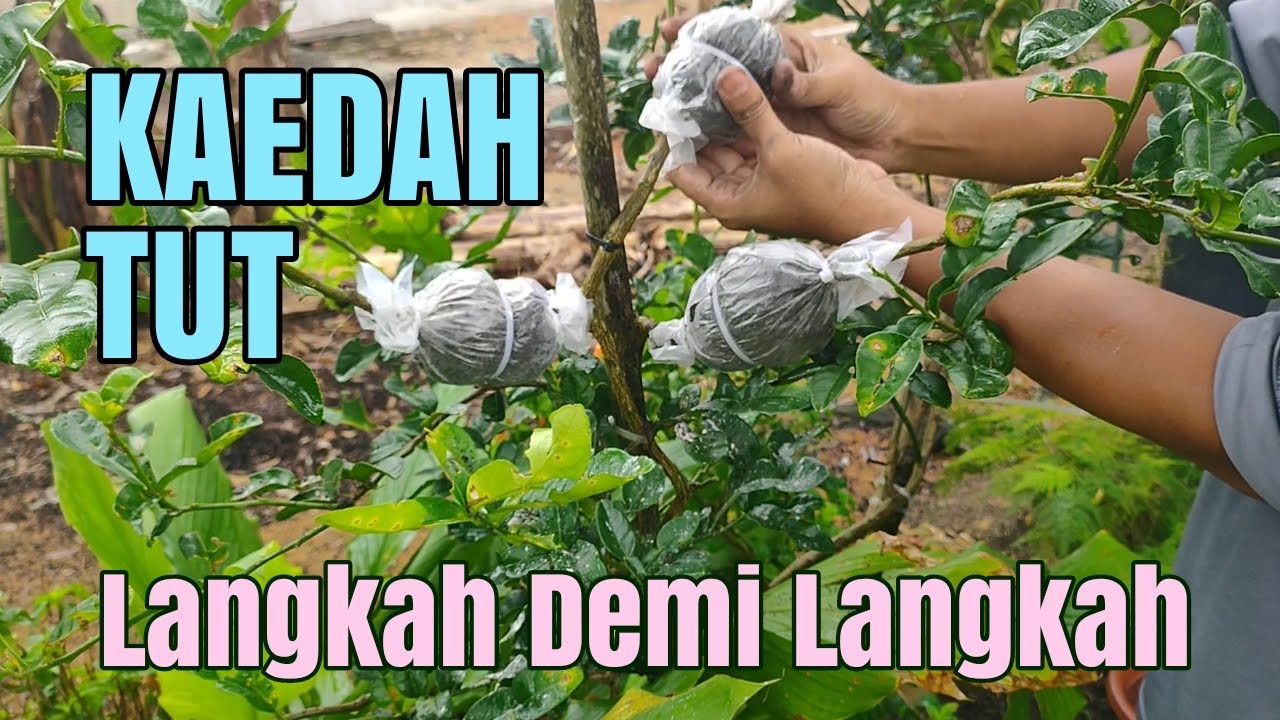 TUT. Langkah Demi Langkah Membuat Tut Pada Pokok Limau Purut