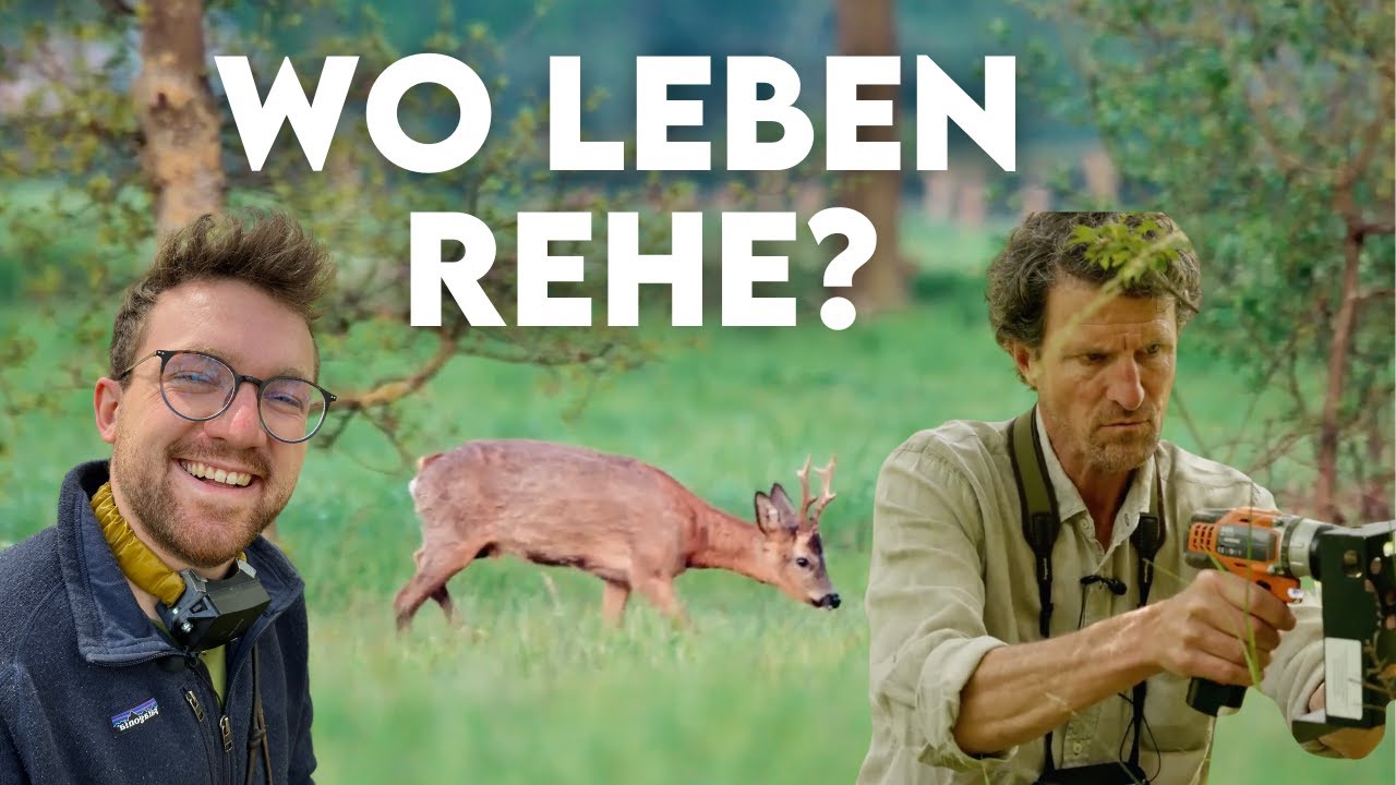 Mit dieser neuen Methode beobachten Forscher Rehe - Forst erklärt