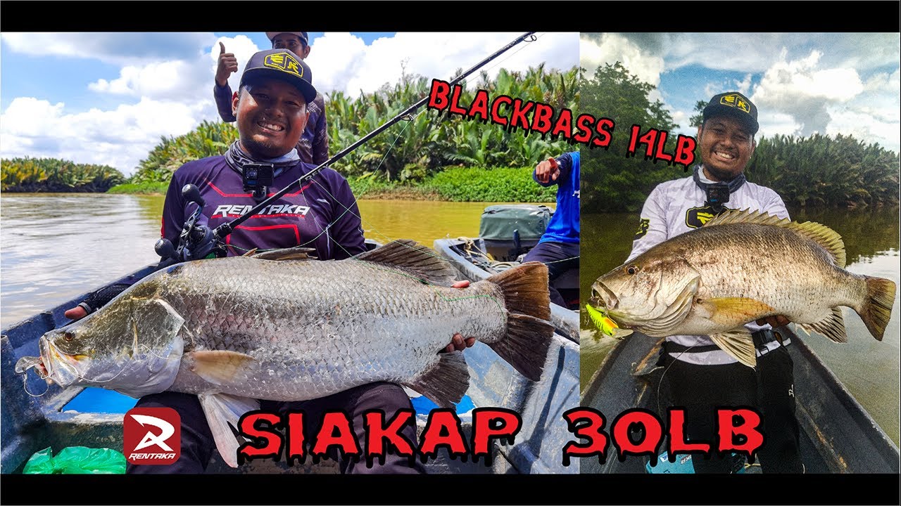 Blackbass & Siakap Sebatik SABAH 2024