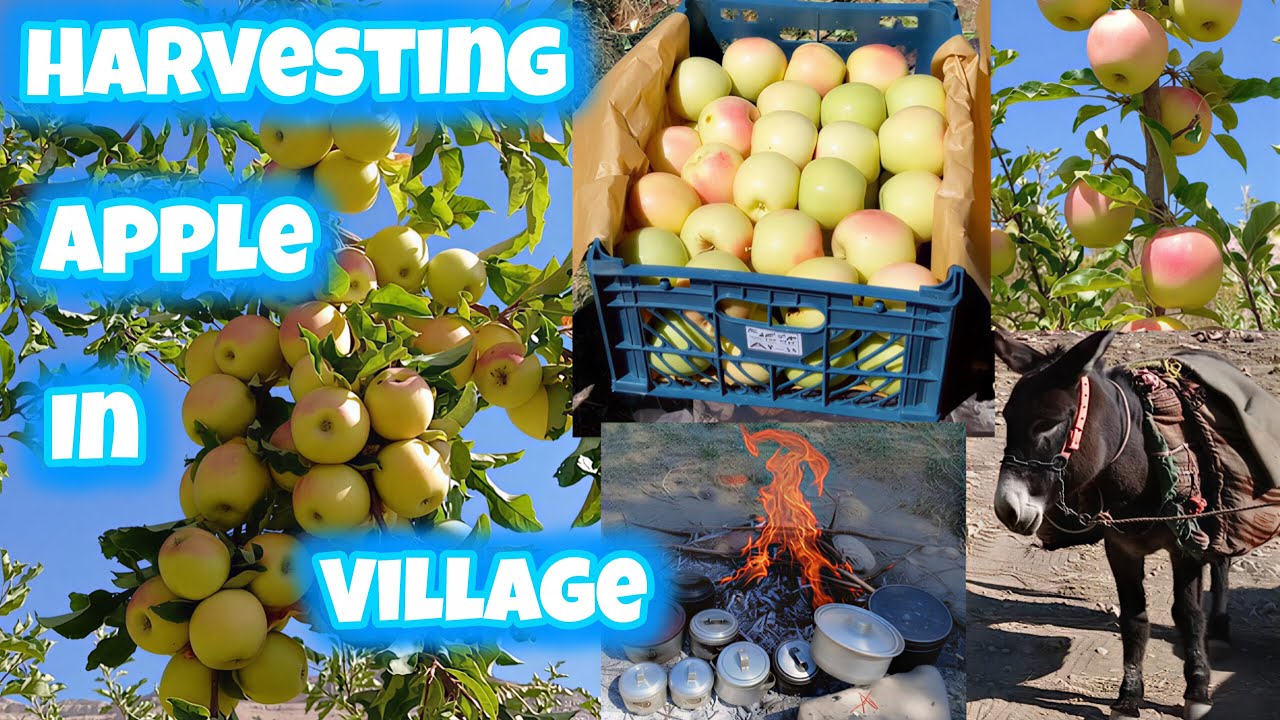 How we harvest tons of apples in village yearly | picking apple is so enjoyable for me