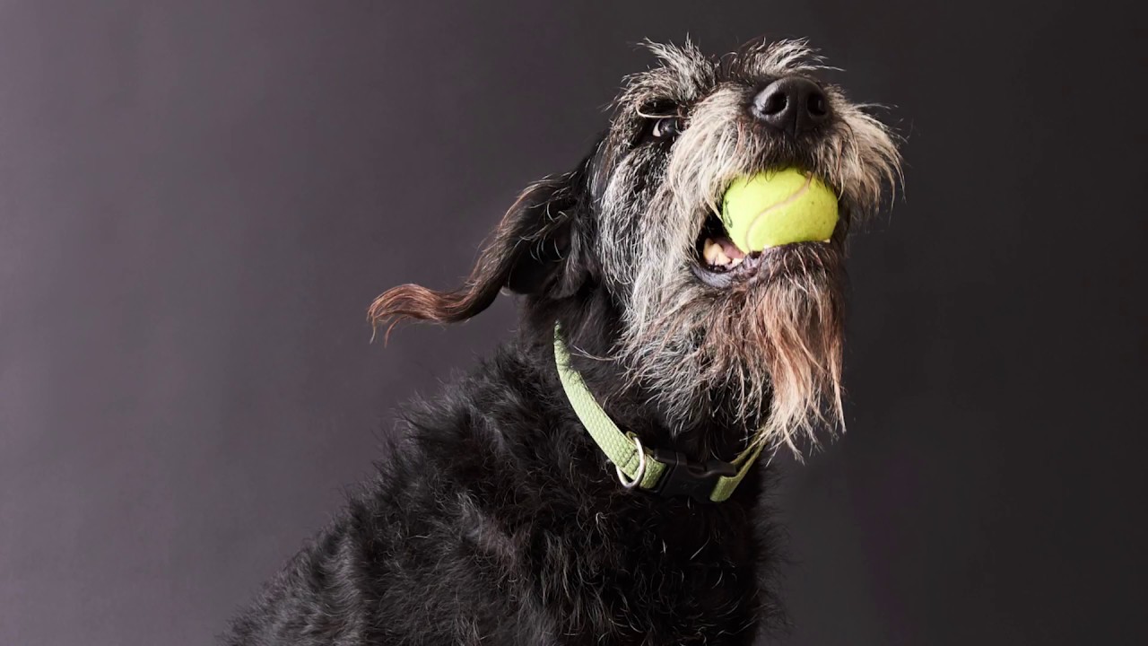 This is Bacon | SAGE Centers for Veterinary Specialty and Emergency Care
