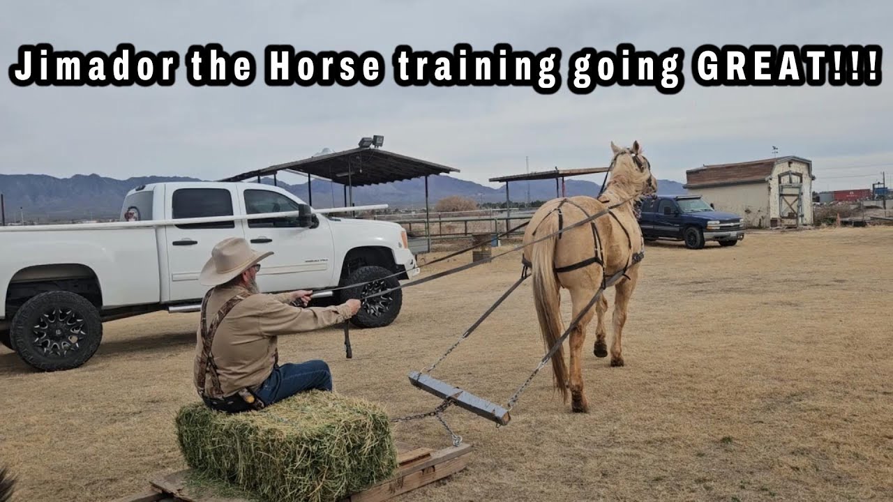 Saving a Retired Horse: His Incredible Second Chapter#ourlittletexasranch #smallranch #horsetraining