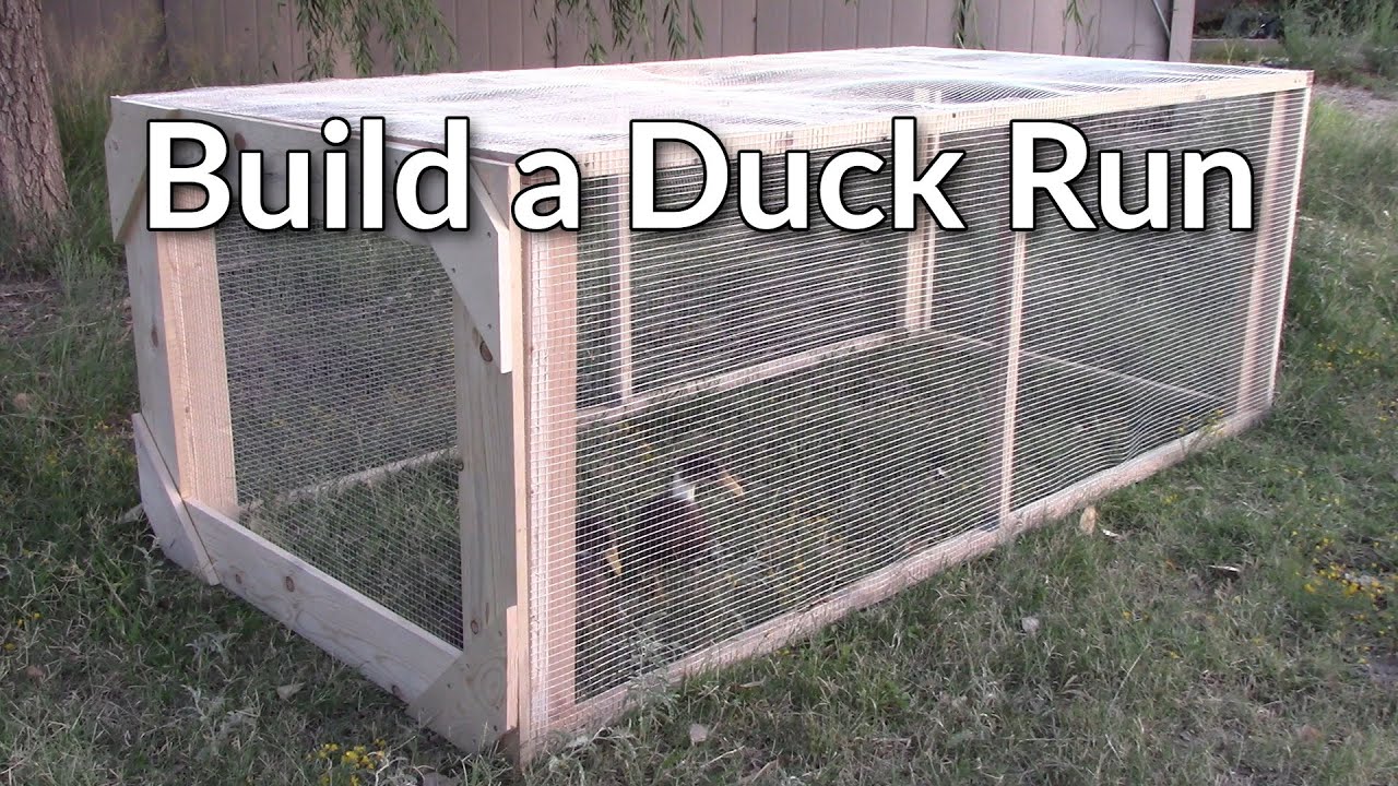 Building a Duck Run