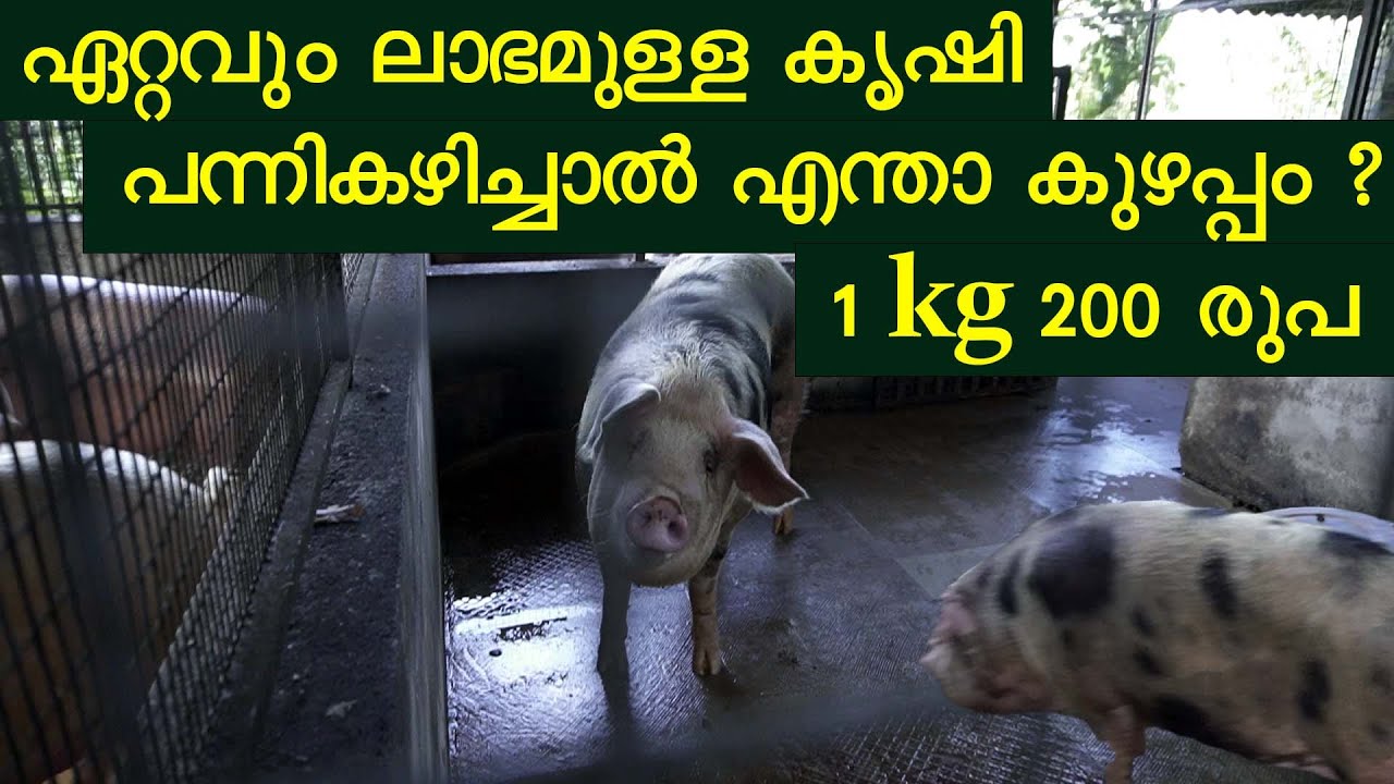 ഏറ്റവും ലാഭമുള്ള കൃഷി 1 kg 200 രുപ പന്നികഴിച്ചാൽ എന്താ കുഴപ്പം ?