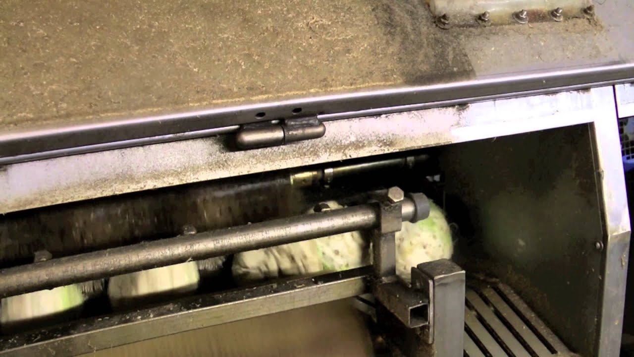 Celeriac Washing Machine Christiaens