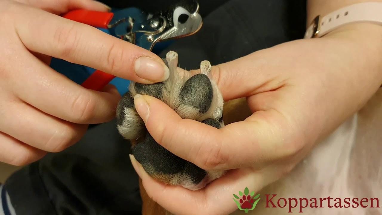 Kloklippning på hund - Så går det till