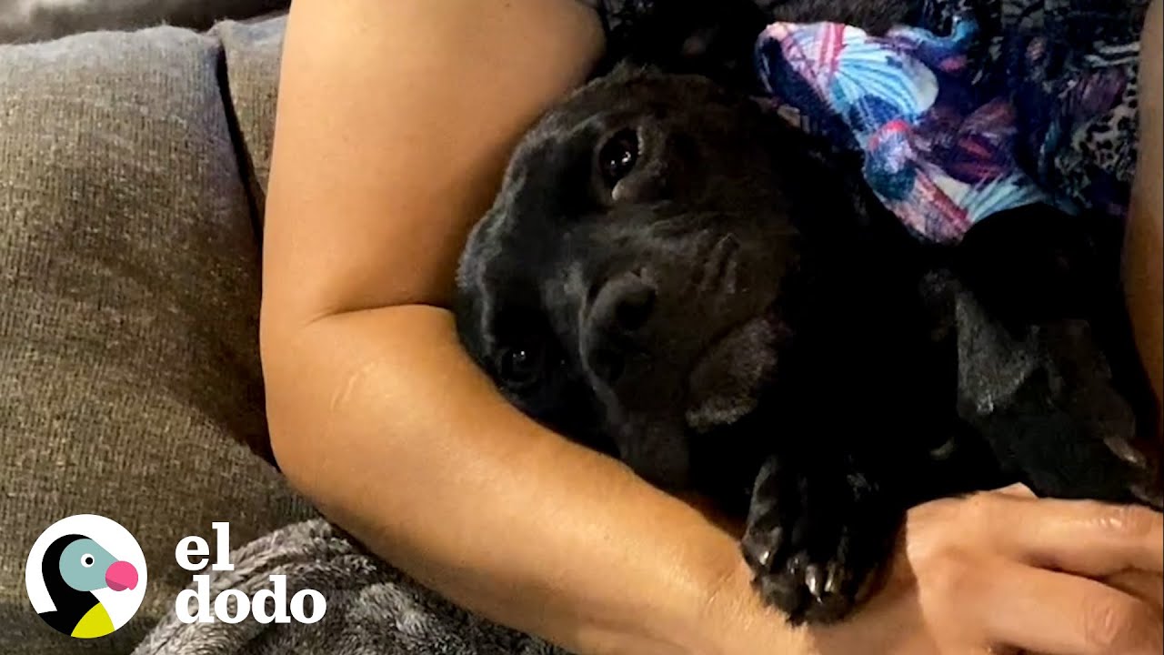 Pitbull embarazada es salvada y no deja de abrazar a su salvador | Puro Pitbull | El Dodo