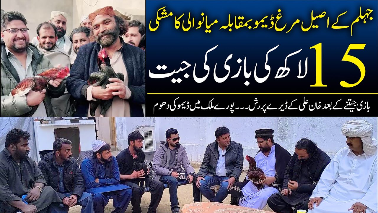 Aseel Murgh Demo Jhelum Vs Mushki Mianwali | Iqbal Khan Punokhel vs Ali Khan Jhelum