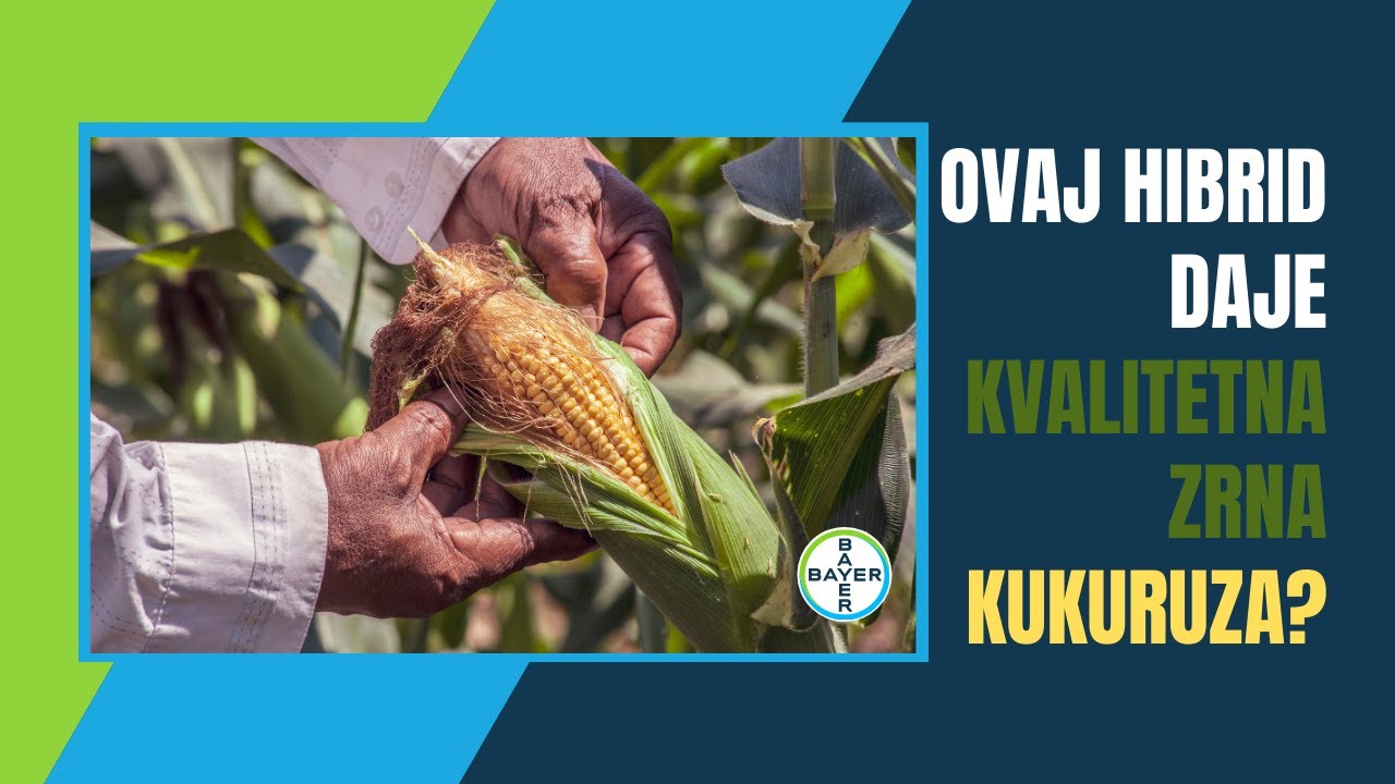 Ovo MORATE Znati: Koje su Prednosti DEKALB Hibrida Kukuruza? | Bayer CropScience ONLINE Prezentacije