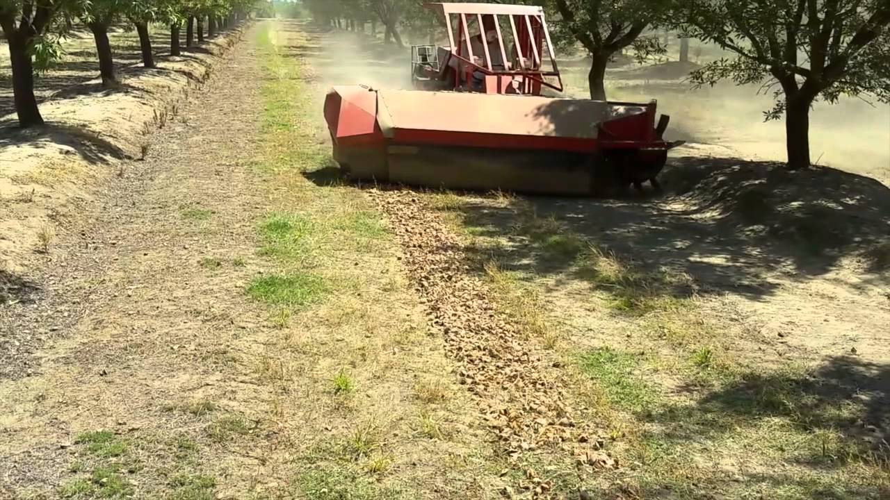 The Almond Harvest