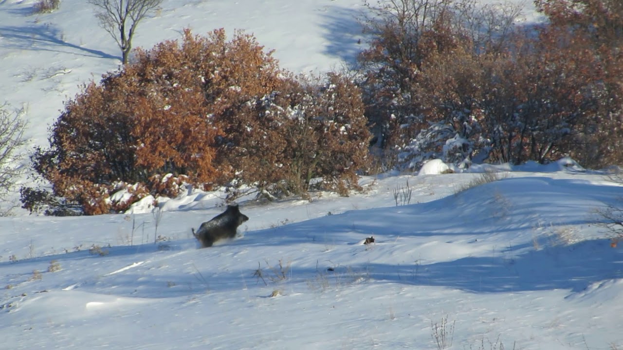 Domuz avı /wild boar hunting