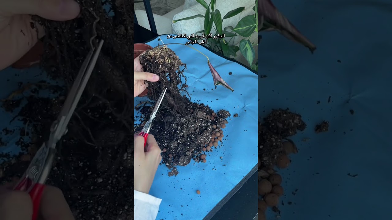 غيرت تربة نبتة الكلاثيا وفاجأتني بالنتيجة 🔥! #نباتات #plants #repotting #زراعة #اكسبلور #قبل_بعد