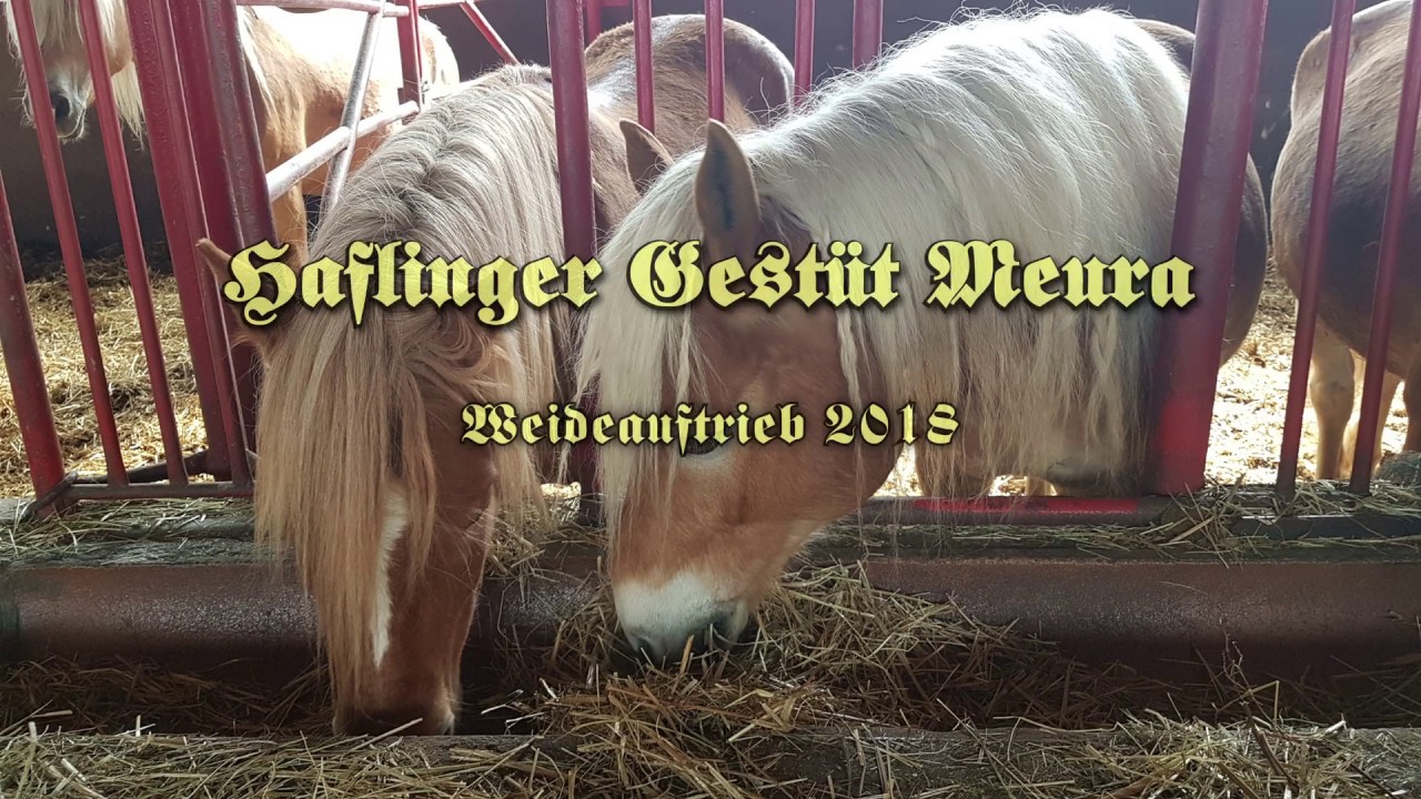 Haflinger Gestüt Meura Weideauftrieb 2018