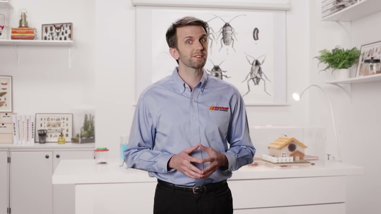 Home Pest Control Services