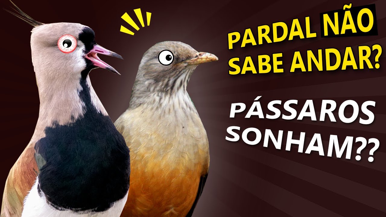 Por que os pombos andam e os pardais saltam?? ORNITÓLOGO RESPONDE #13
