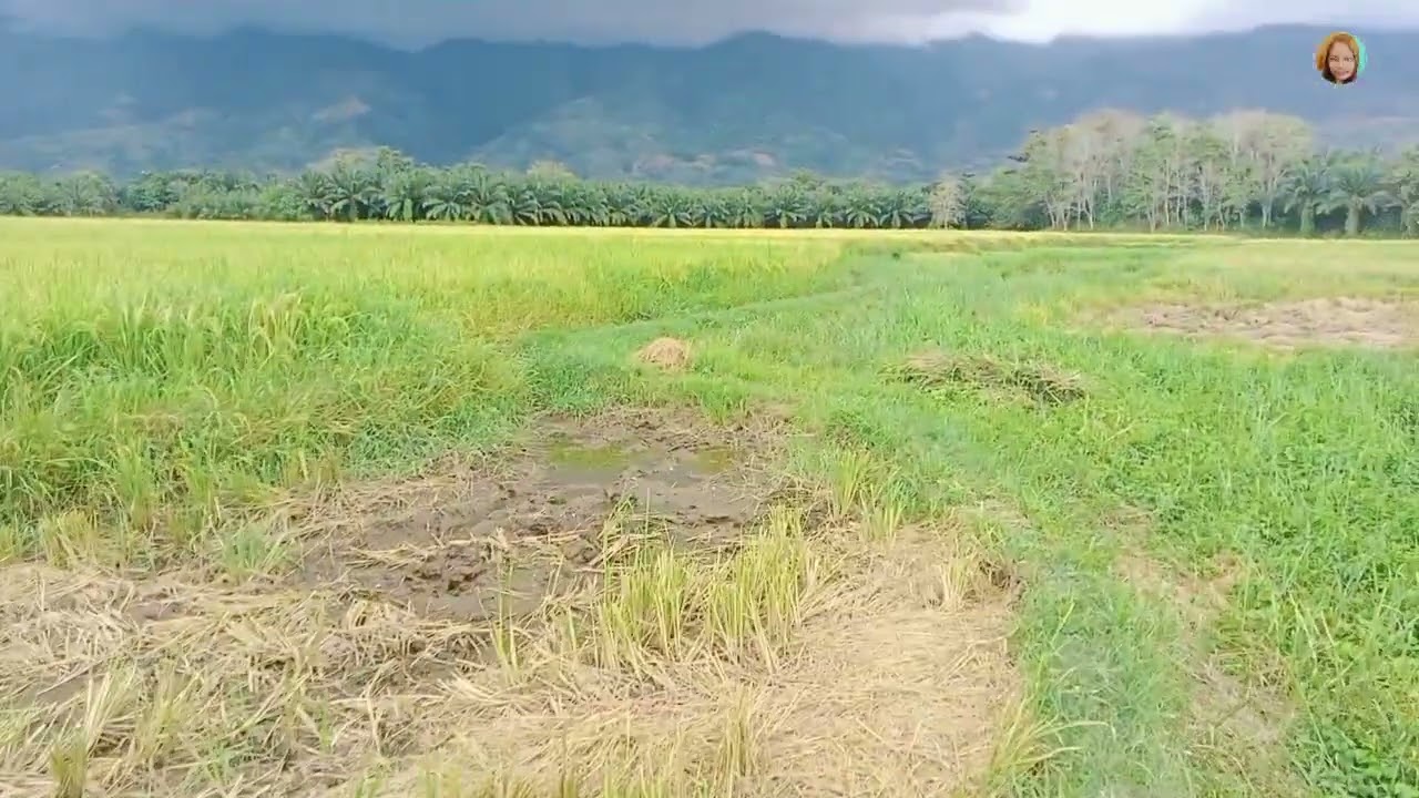 HINDI MAKAYA NG HARVESTER 😦 | proud farmer | buhay probinsya | Aileen Vlog