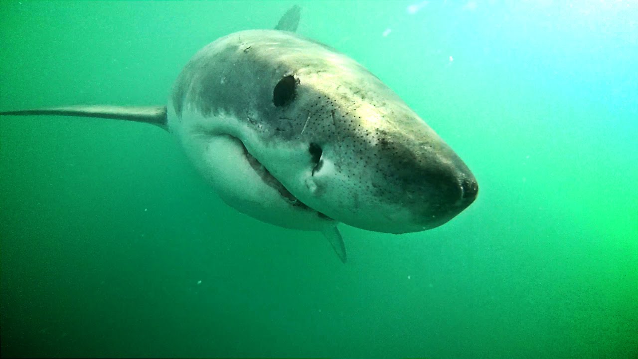 Shark deterrent results