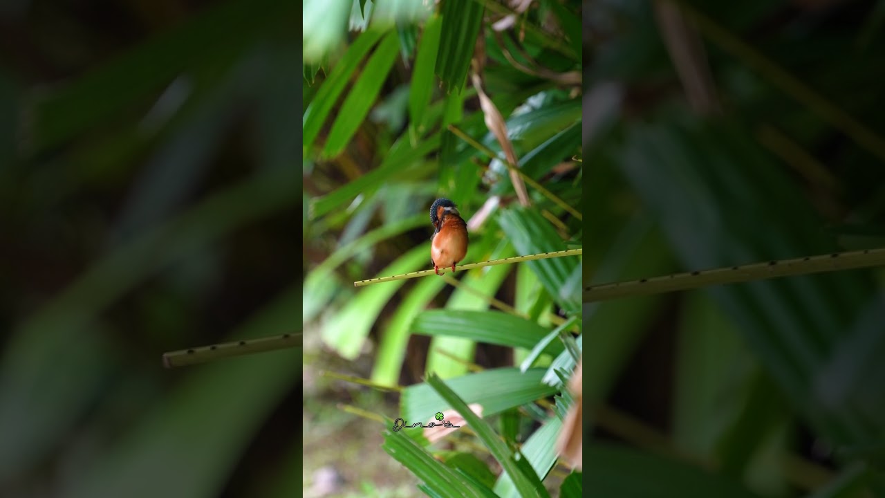 Common Kingfisher 普通翠鸟 Vol 04 | Jurong Eco-garden | A9