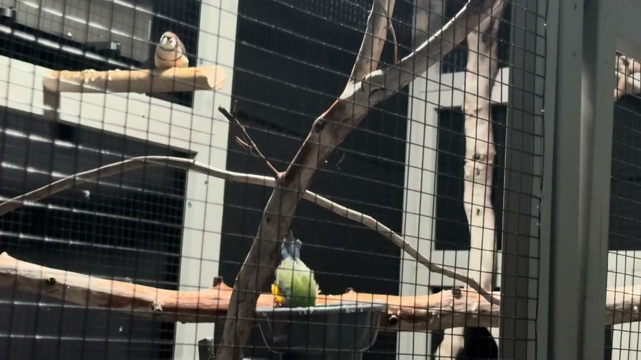 Finches bathing