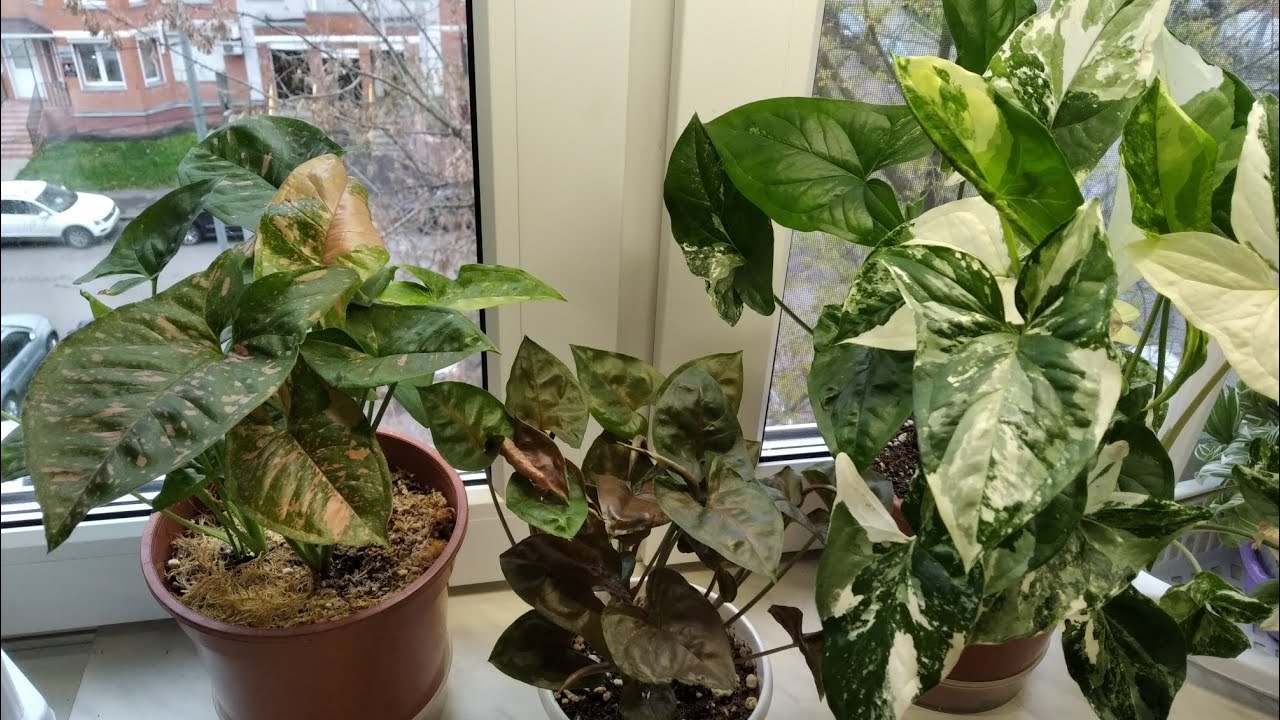 Сингониумы