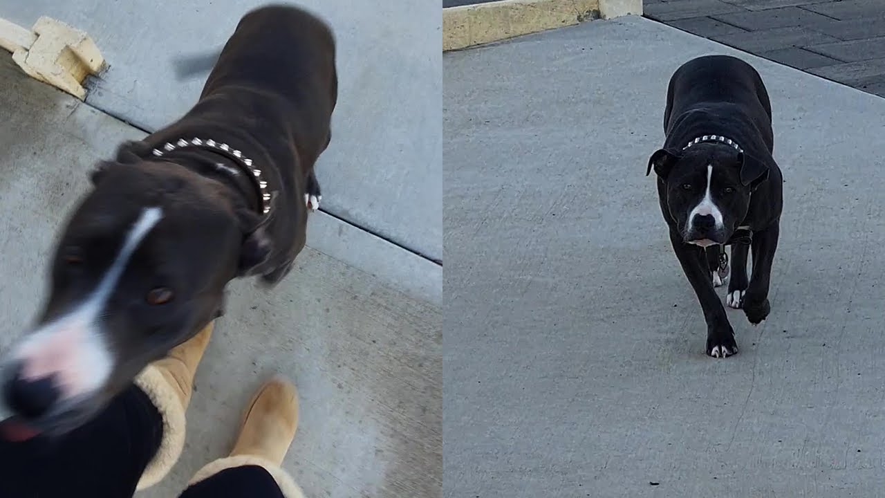 Dog Stalks Owner By Slowly Walking Towards Her || WooGlobe Funnies