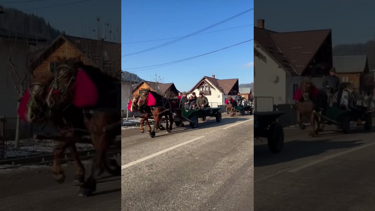 Gospodarii din Bucovina Moldovița #horse #cai #caigrei #pferd #pferde #horsepower #bucovina #românia