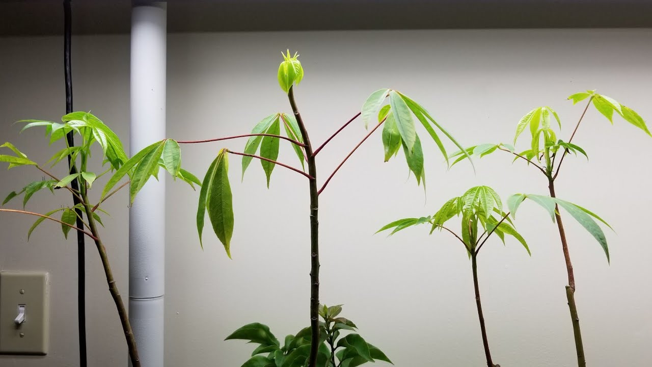 Kapok Trees From Cuttings