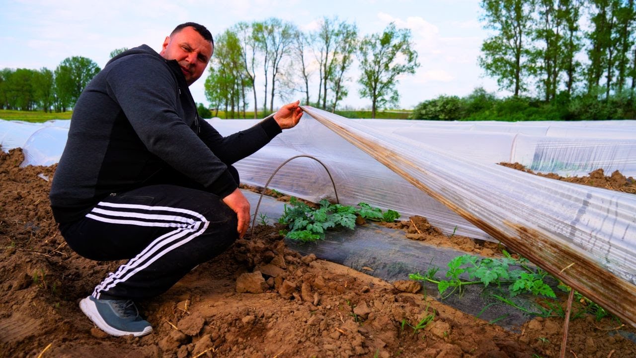 Plante de pepeni mai viguroase la Dăbuleni cu ajutorul biostimulatorilor Daymsa