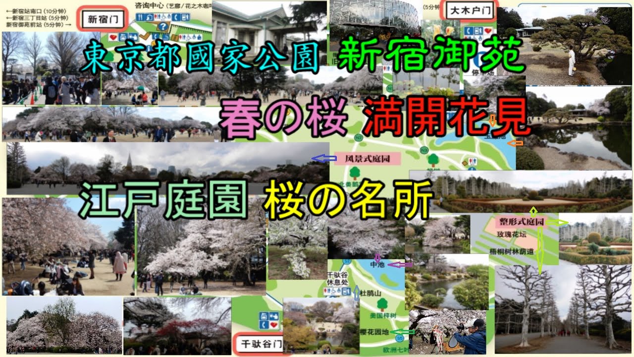 東京都國家公園 新宿御苑—春の桜満開花見 江戸庭園桜の名所