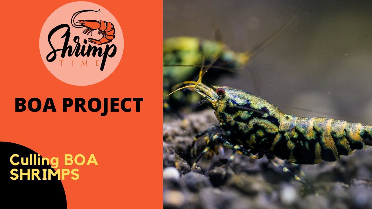 BOA SHRIMP PROJECT - Selective Breeding & Culling Caridina Boa Shrimp