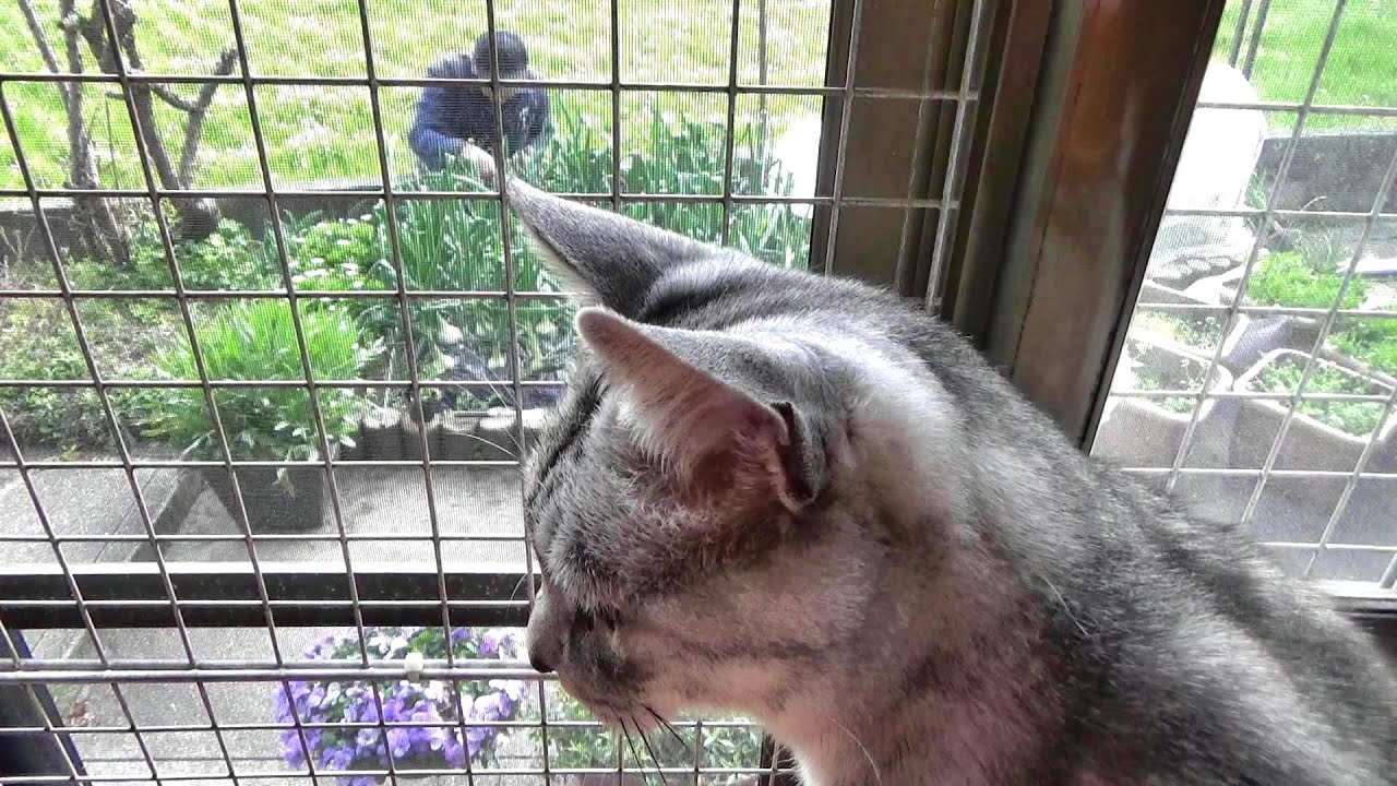 猫と春のどろどろスープ～Spring Vegetable Soup