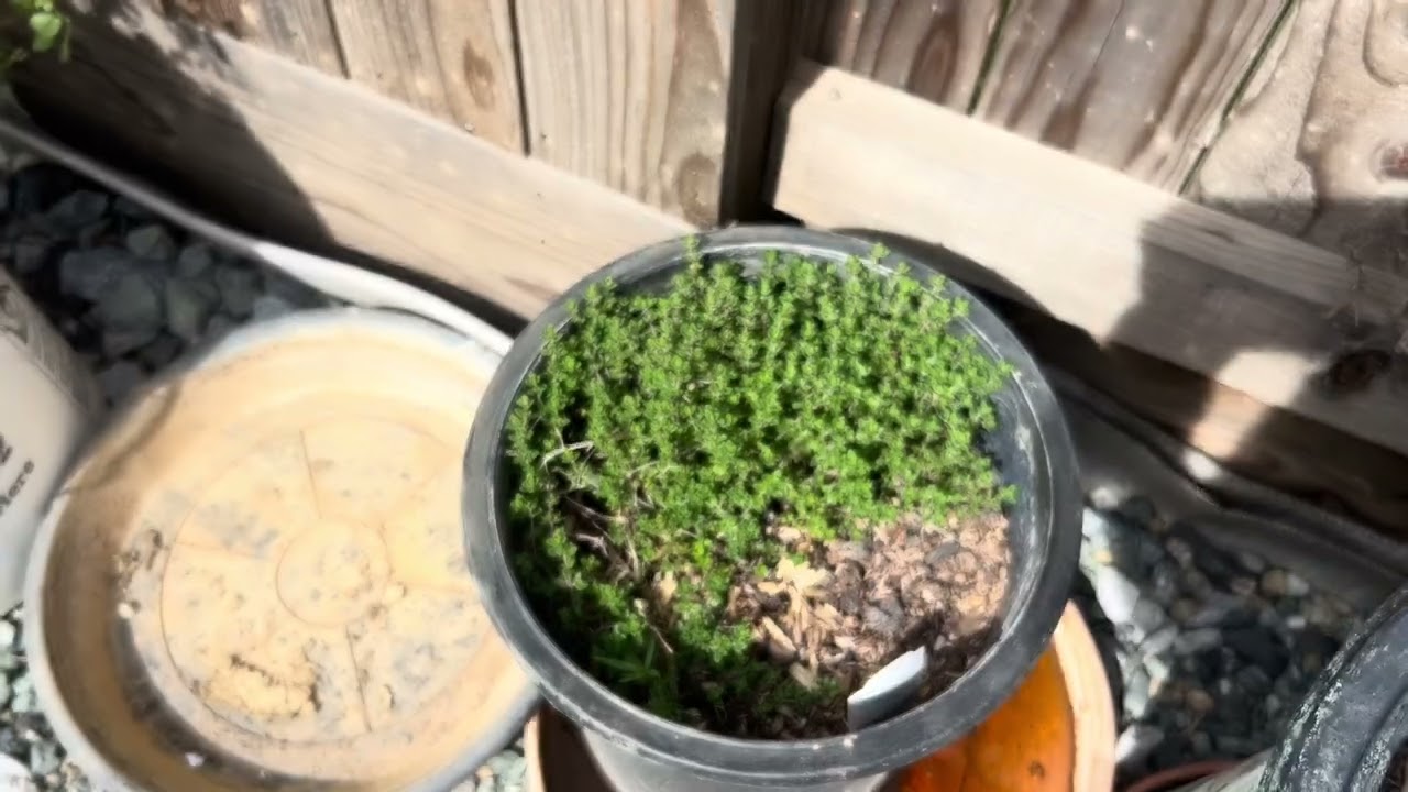 Backyard Garden in March 2026