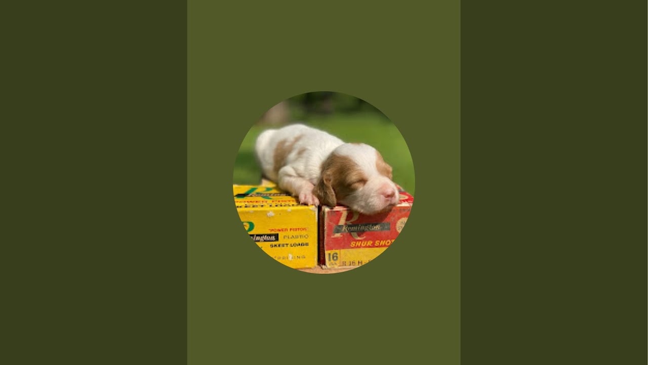 Brittany puppies Hilltop Dog Puppy Training Kennel  is live!