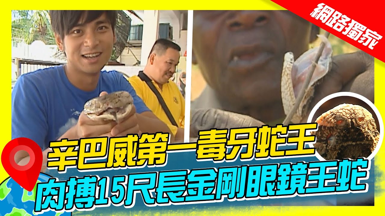 【世界毒蛇展】辛巴威第一毒牙蛇王豬鼻蝰 肉搏15尺長金剛眼鏡王蛇｜《世界第一等》濃縮精華版 #世界該去哪