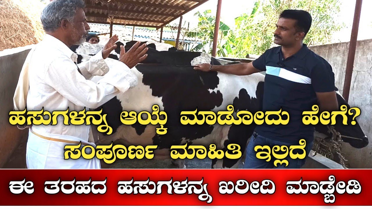 ಹಸುಗಳನ್ನ ಆಯ್ಕೆ ಮಾಡುವುದು ಹೇಗೆ?|How to buy the cows|How to select cows|How to choose cows|Cows saling