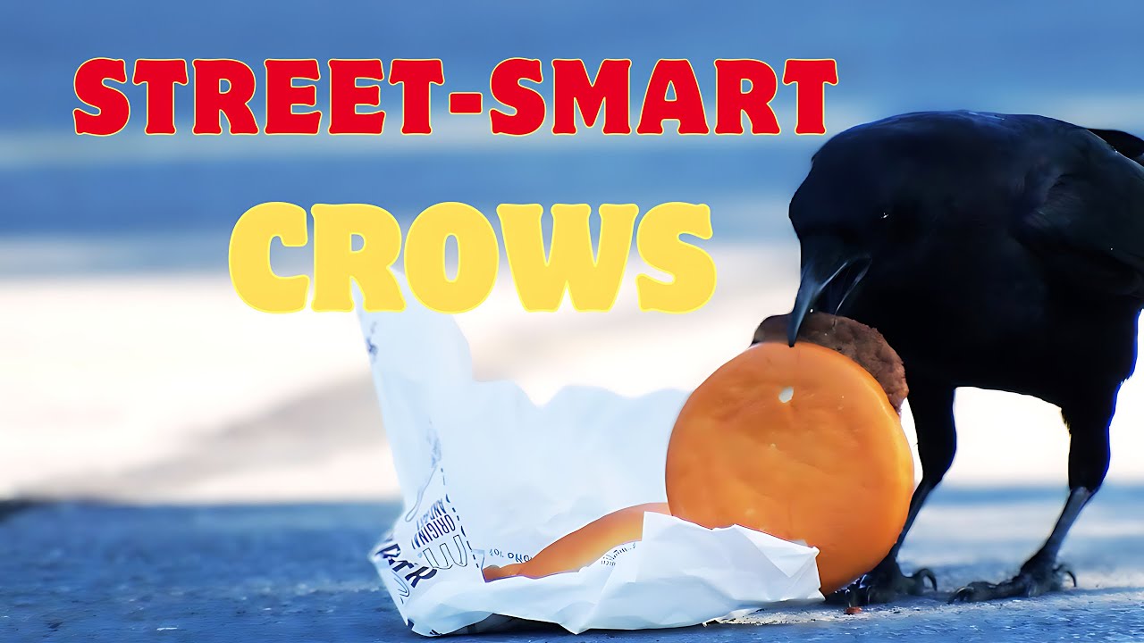 How do crows adapt to urban environments ?   #crow  #intelligence #urbanwildlife #birdbehavior