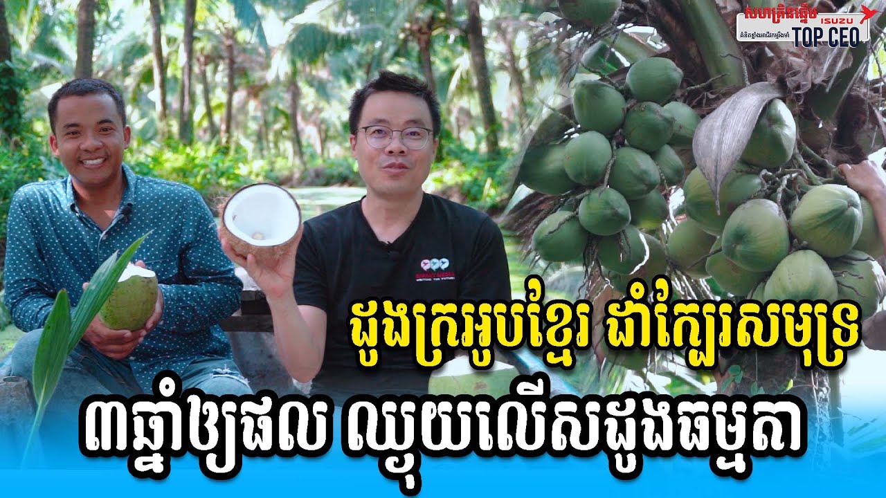 ដូងក្រអូបខ្មែរដាំក្បែរសមុទ្ររសជាតិឆ្ងាញ់ អាចផលិតកែច្នៃទៅជាផលិតផលផ្សេងៗក្នុងពេលខាងមុខ