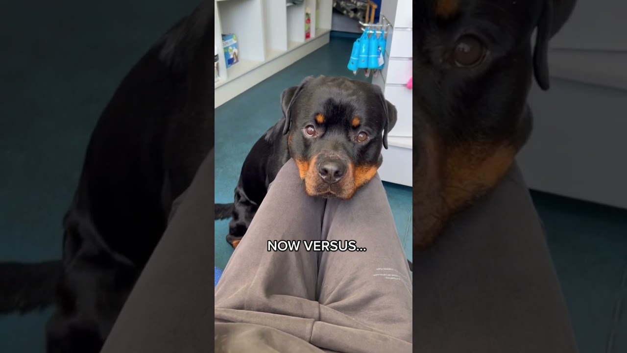 THE SAME EYES 🥹 @nalatheneedyrottie #rottweiler #puppy #shorts