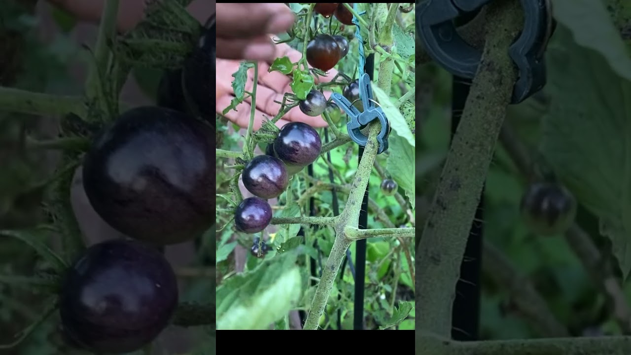 Черные помидоры черри #сад #садоводство