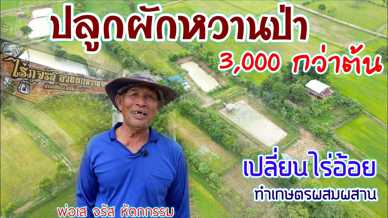 ปลูกผักหวานป่า3,000กว่าต้น ไร่ภูจรัส สวนผักหวานป่า | เกษตรผสมผสาน | บ่าวยุทธพาจ้วด